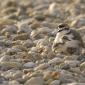 Voir l’image : Gravelots à collier interrompu