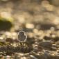 Voir l’image : Gravelot à collier interrompu