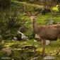 Voir l’image : cerf 
