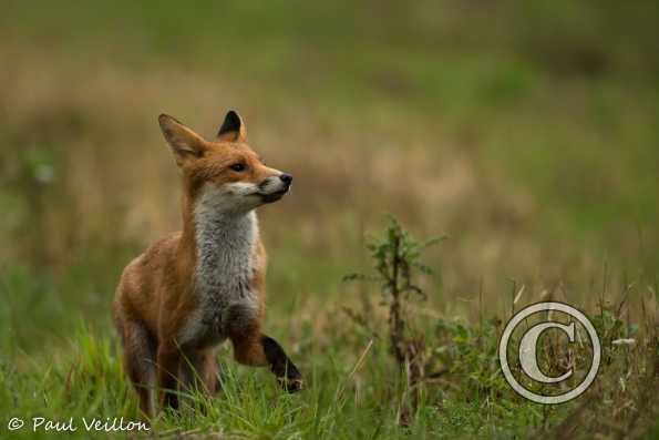 renard roux