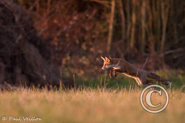 renard roux