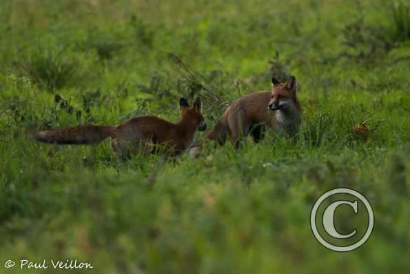 renards roux