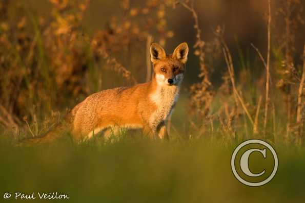 renard roux