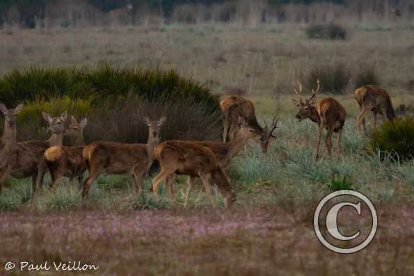 Cerfs et biches Espagne