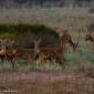 Voir l’image : Cerfs et biches Espagne