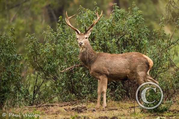 cerf élaphe Espagne