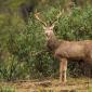 Voir l’image : cerf élaphe Espagne