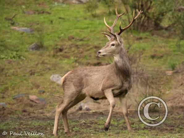 Cerf élaphe Espagne