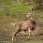 Voir l’image : Cerf élaphe Espagne