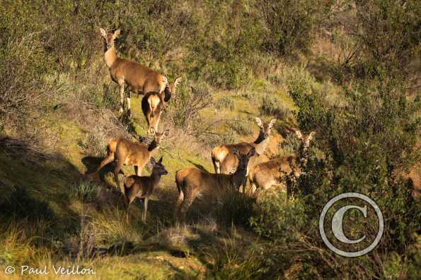 Cerfs et biches Espagne