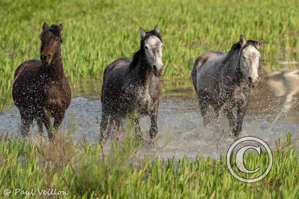 Chevaux sauvages Espagne