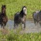 Voir l’image : Chevaux sauvages Espagne