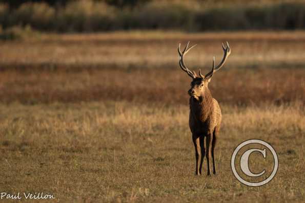 Cerf élaphe