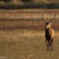 Voir l’image : Cerf élaphe