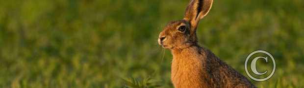 mammifères:
Lièvre