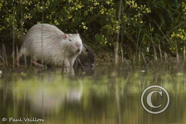 ragondin albinos