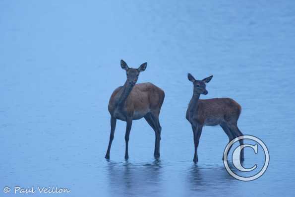 Biche et faon