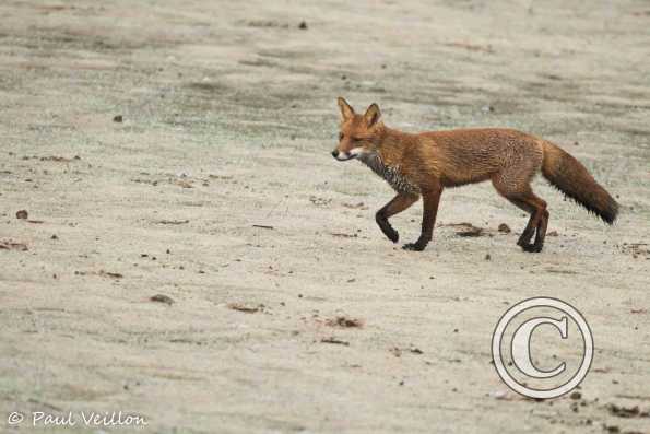 Renard roux