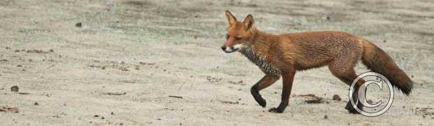mammifères:
Renard roux