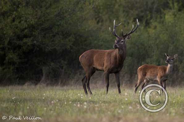 cerf et faon