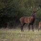 Voir l’image : cerf et faon