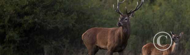 mammifères:
cerf et faon