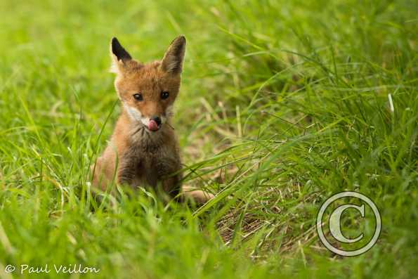 renard roux