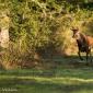 Voir l’image : cerf