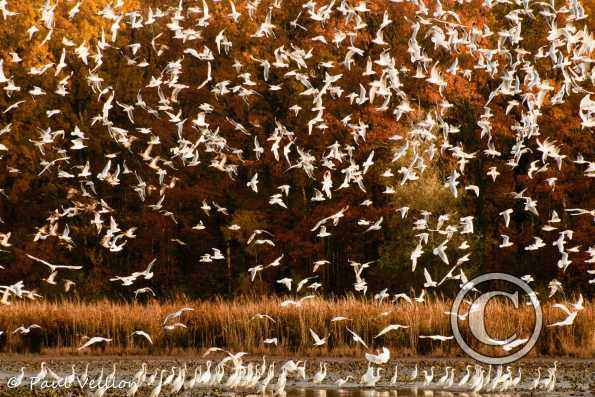 Mouettes rieuses - Grandes aigrettes