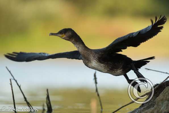 grand cormoran