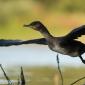 Voir l’image : grand cormoran