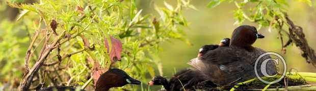 palmipèdes:
grèbes castagneux