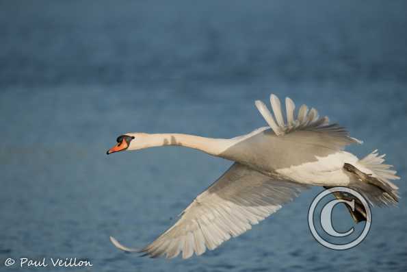 cygne tuberculé