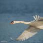 Voir l’image : cygne tuberculé