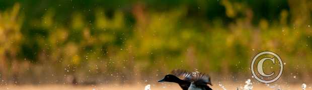 palmipèdes:
fuligule morillon