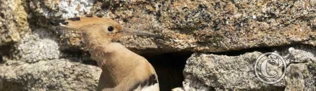 passereaux:
Huppe faciée