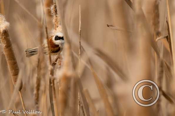 Rémiz penduline