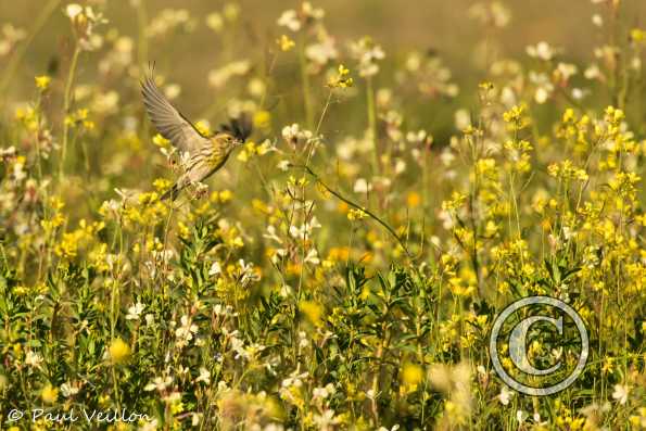 serin cini