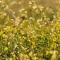 Voir l’image : serin cini