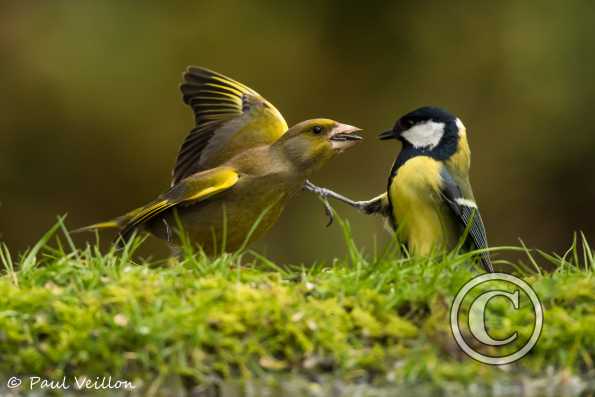 verdier d'Europe, mésange charbonnière