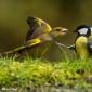 Voir l’image : verdier d'Europe, mésange charbonnière