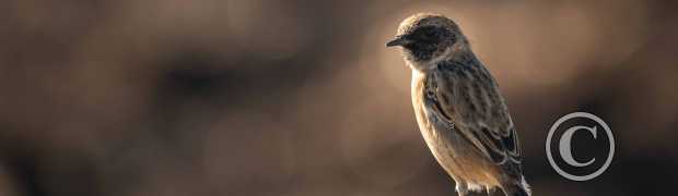 passereaux:
Tarier pâtre