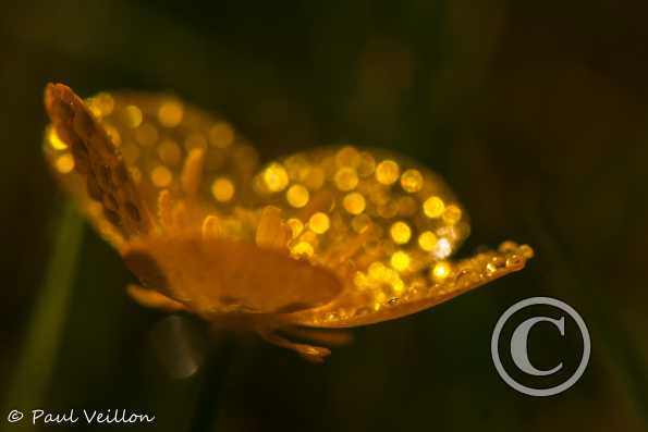 bouton d'or et rosée