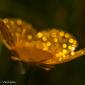 Voir l’image : bouton d'or et rosée