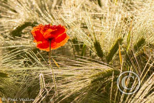 Coquelicot