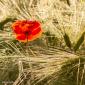 Voir l’image : Coquelicot