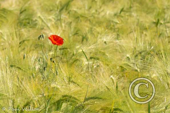 Coquelicot