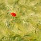 Voir l’image : Coquelicot