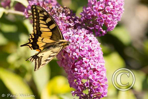 machaon