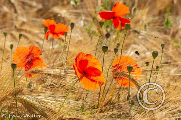 Coquelicots